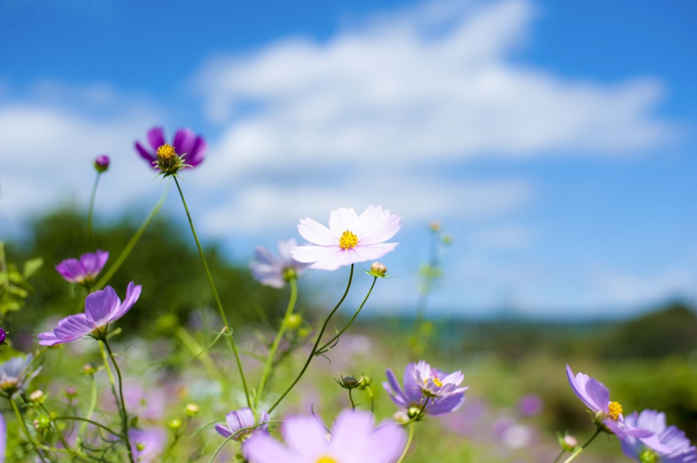 purple and white flowers close-up photography