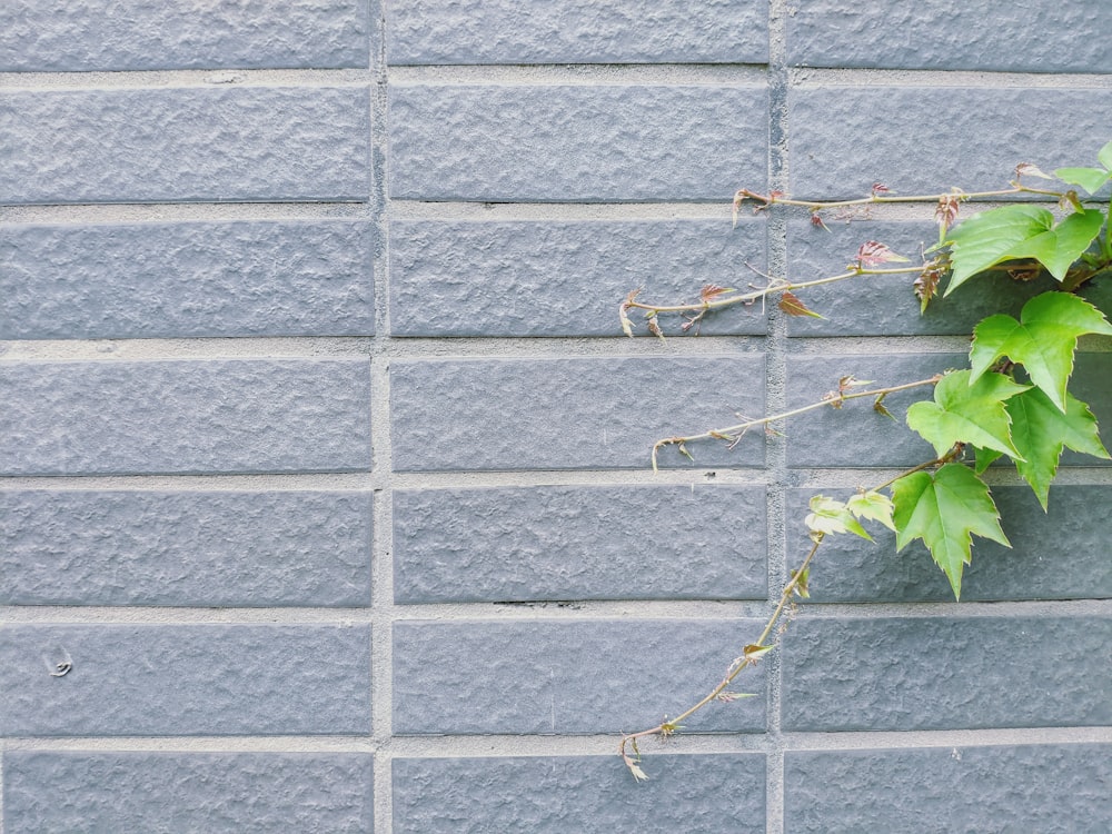 green vine plant