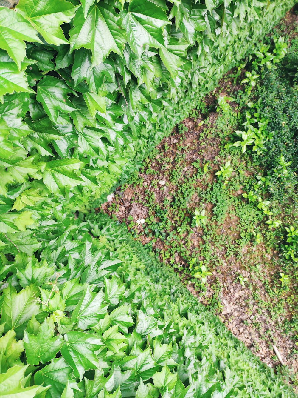 green-leafed plant