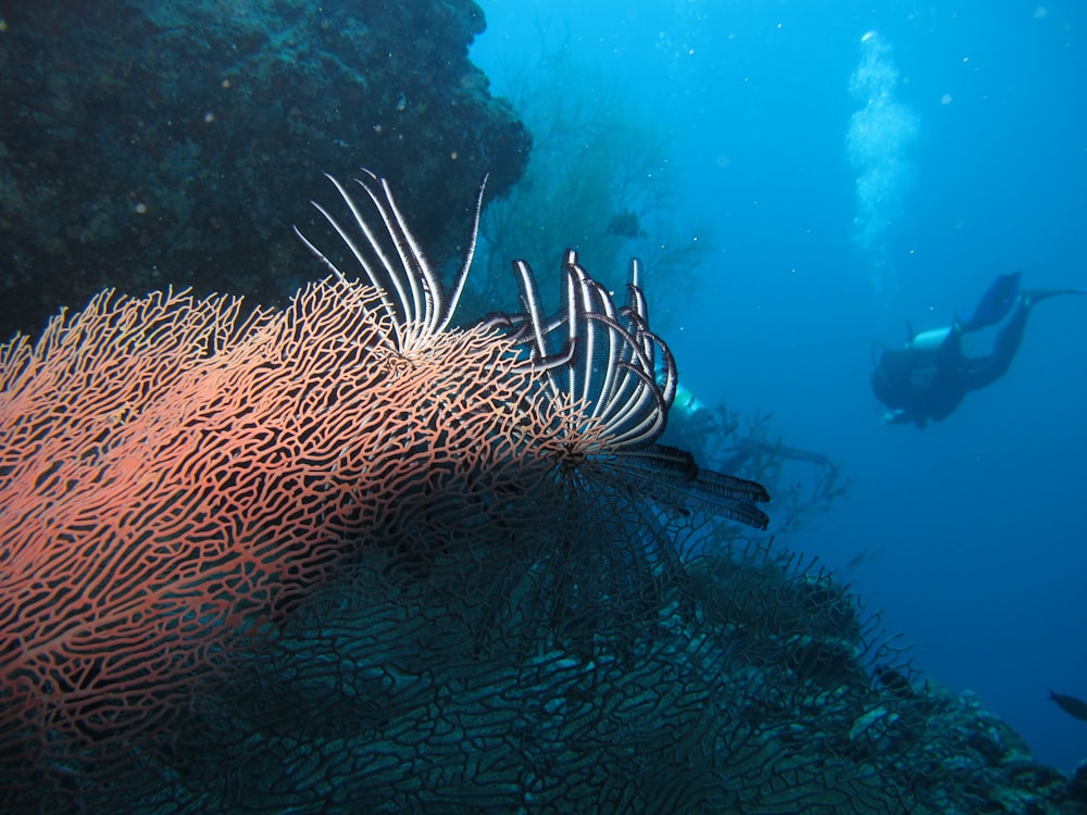 brown sea creature