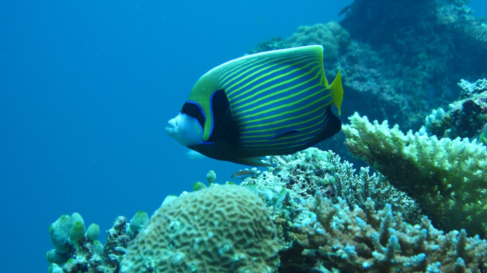 yellow and black fish close-up photography