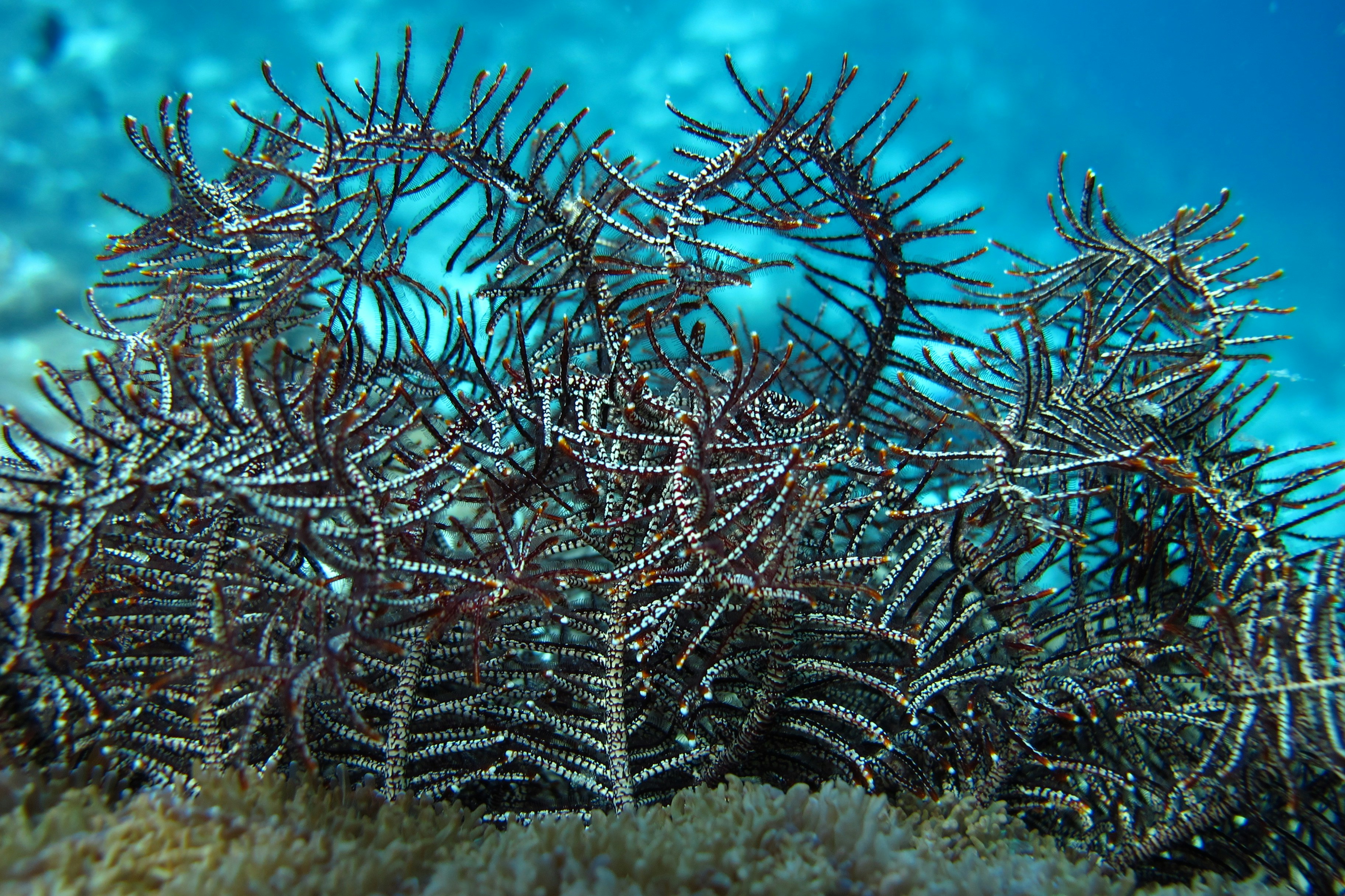 Beautiful Ancient Creature Found In The Sea