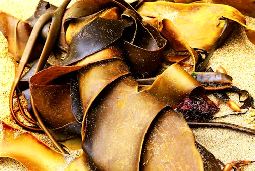 A collection of large, dark brown seaweed pieces is strewn across sandy ground. The seaweed displays a glossy texture with some sand particles sprinkled over it, creating a contrast between the earthy and marine elements.