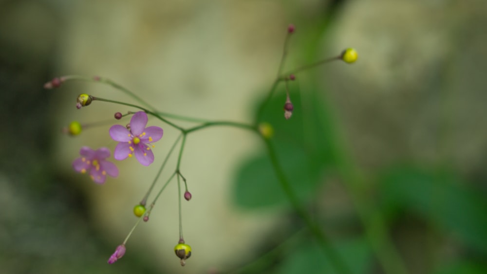 Fotografía de primer plano de flor púrpura de 5 pétalos
