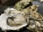A collection of fresh oysters, some of which are open, revealing their plump meat inside their textured, rough shells. The shells have a variety of shades, from brown to green, and the oysters are resting on a dark surface.