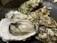 A collection of fresh oysters, some of which are open, revealing their plump meat inside their textured, rough shells. The shells have a variety of shades, from brown to green, and the oysters are resting on a dark surface.