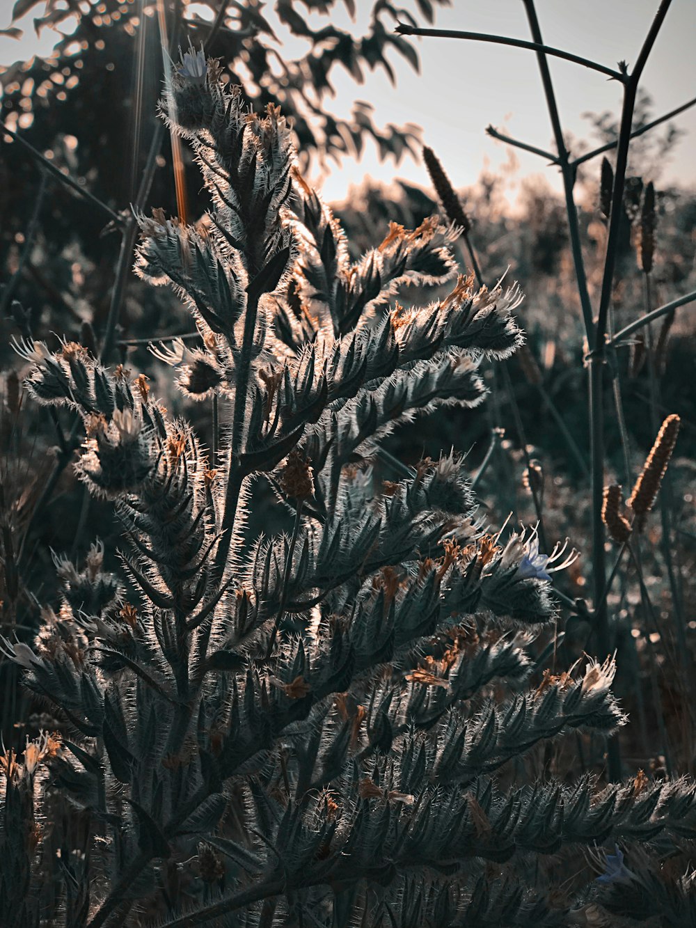 green-leafed plant