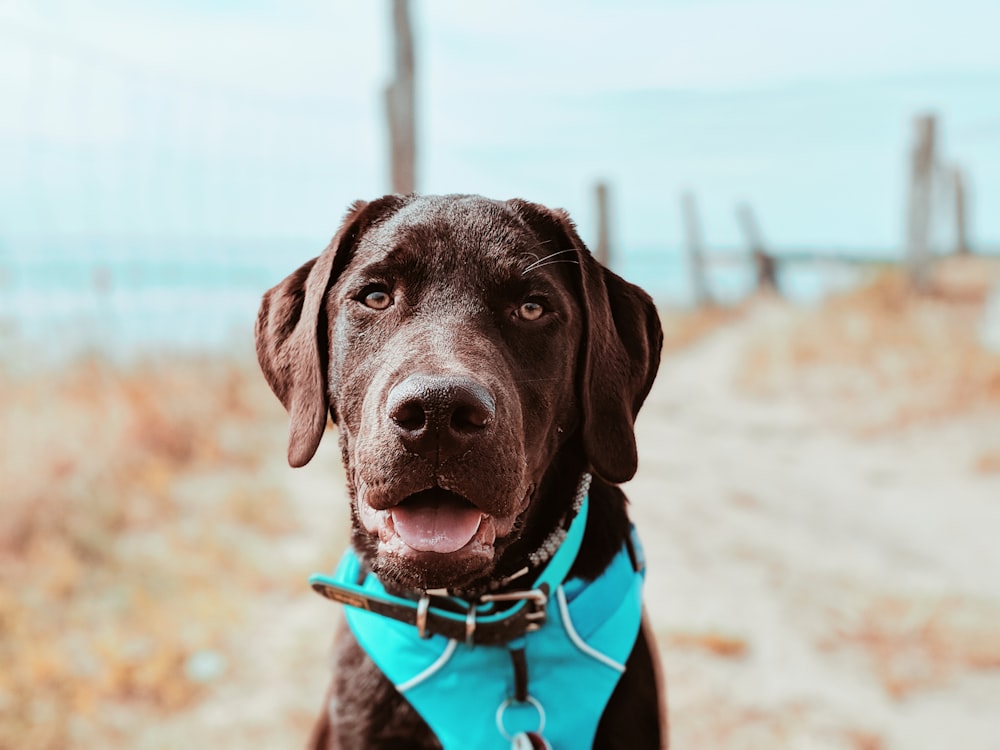 short-coated tan dog wearing blue collar