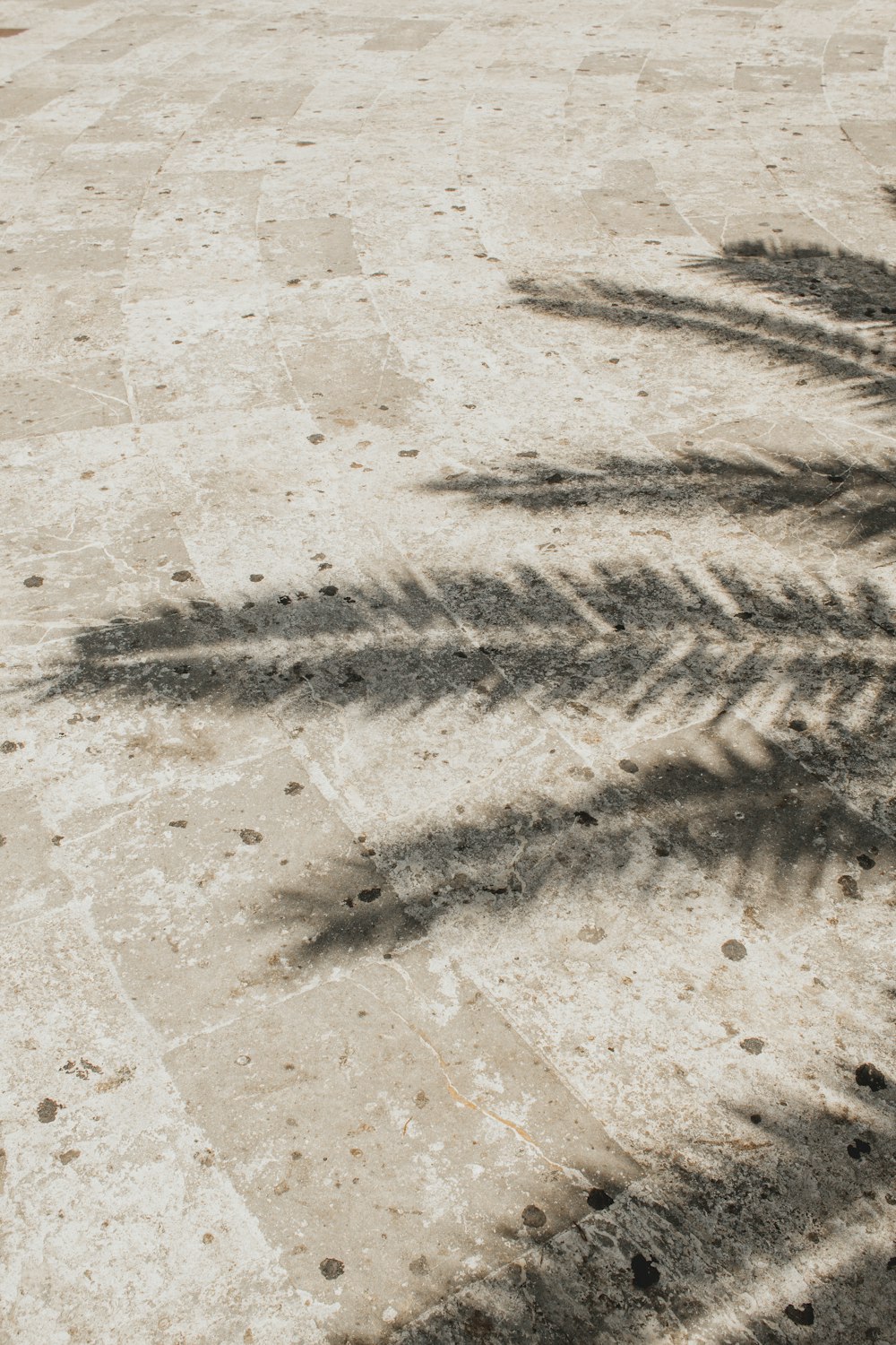 a palm tree casts a shadow on the ground