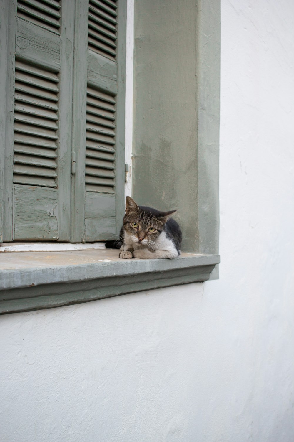 brown and white tabby cat besides gray window louver