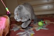 A playful assortment of colorful cat toys.