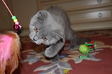 A gray kitten with large, curious eyes is playfully reaching out towards a colorful cat toy that includes pink feathers and green beads. The kitten is positioned on a red patterned rug, and there are other toys visible in the background.
