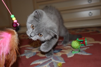 A gray kitten with large, curious eyes is playfully reaching out towards a colorful cat toy that includes pink feathers and green beads. The kitten is positioned on a red patterned rug, and there are other toys visible in the background.