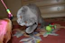 A curious tabby cat reaching for a colorful toy, bright eyes full of life.