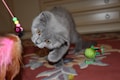 A gray kitten with large, curious eyes is playfully reaching out towards a colorful cat toy that includes pink feathers and green beads. The kitten is positioned on a red patterned rug, and there are other toys visible in the background.