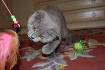 A gray kitten with large, curious eyes is playfully reaching out towards a colorful cat toy that includes pink feathers and green beads. The kitten is positioned on a red patterned rug, and there are other toys visible in the background.