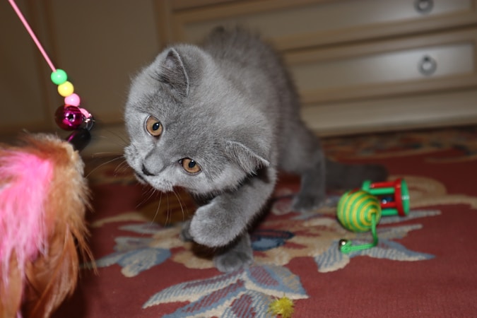 Top 10 Toys for Tubby Cats: Comprehensive Guide