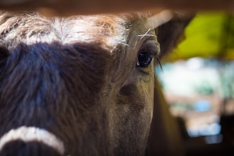 A cute 3D cow with golden grains floating around, illuminated by frosted glassmorphism effects and neon highlights.