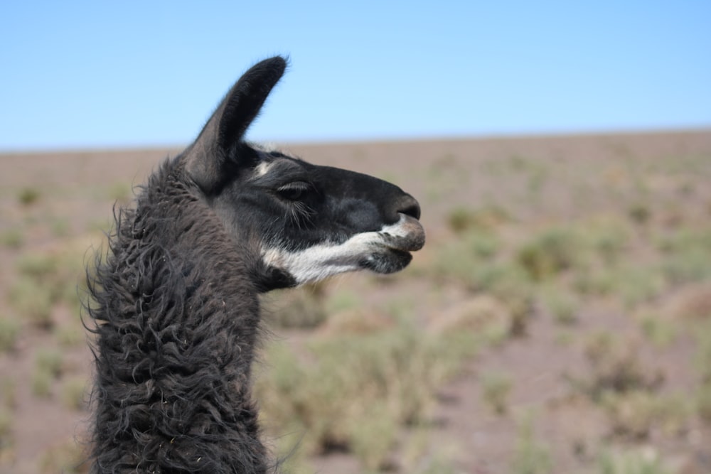 black and white alpaca