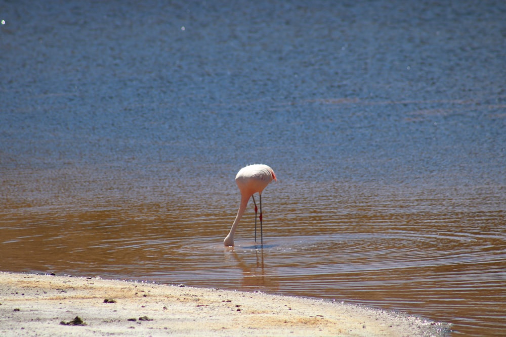 pink flamingo