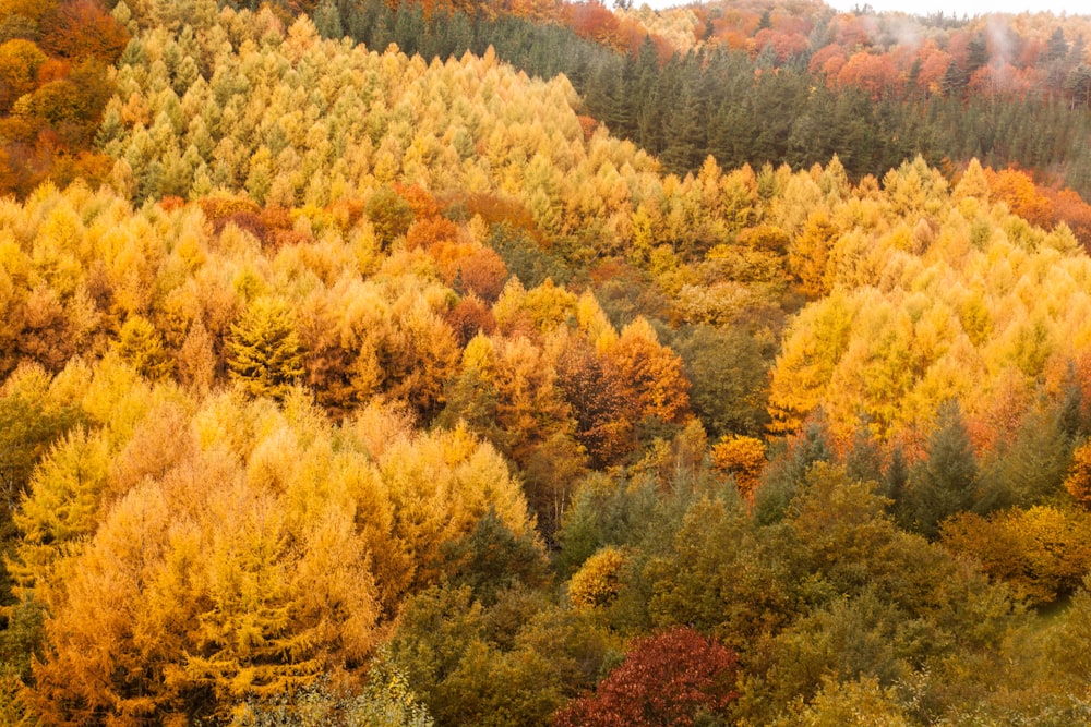 field of yellow trees