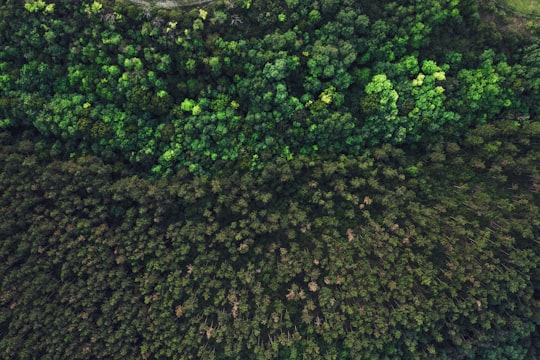 aerial view of green trees in Páty Hungary