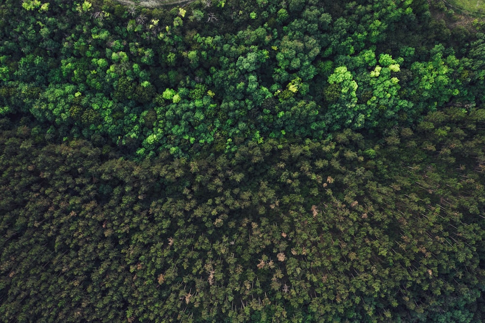 aerial view of green trees