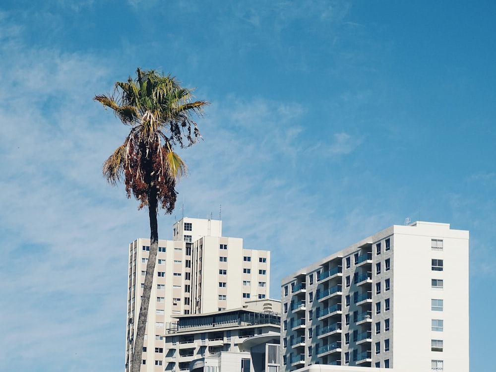 green coconut tree beside white concrete building during daytime