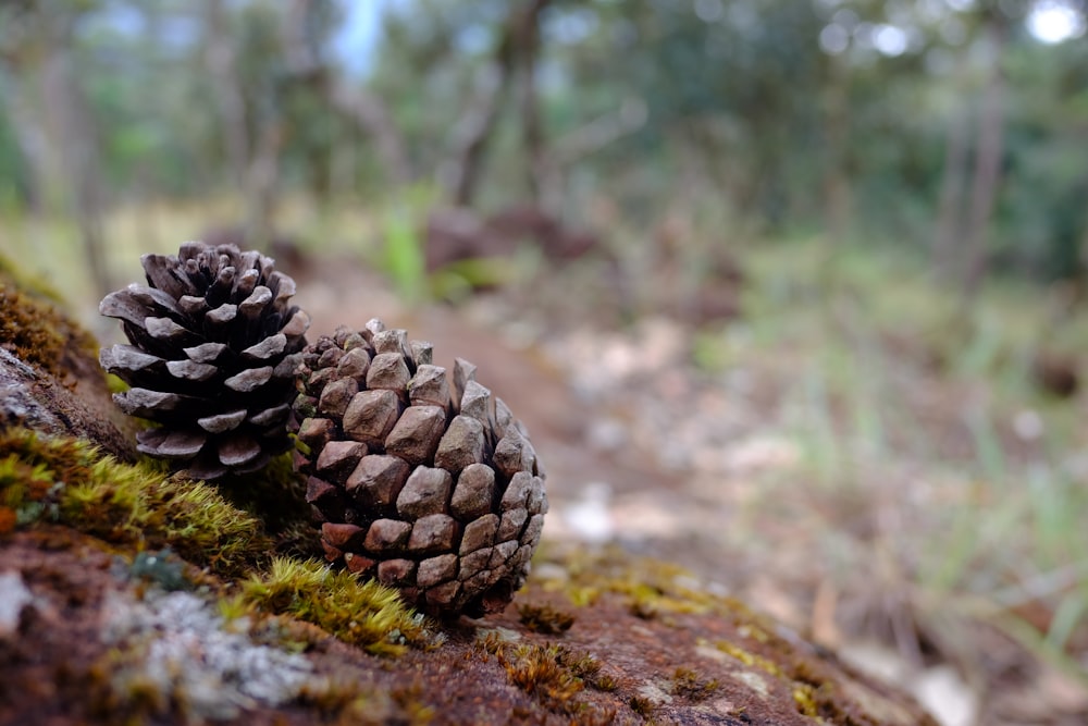 brown pinecones