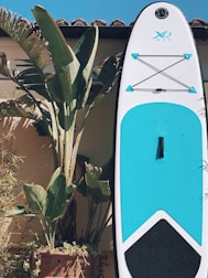 A large paddleboard with a white and blue design is propped upright against a light-colored wall. Next to the paddleboard, there is a tall potted plant with broad green leaves casting shadows on the wall. The background features a clear blue sky with part of a roof visible, suggesting a sunny day.