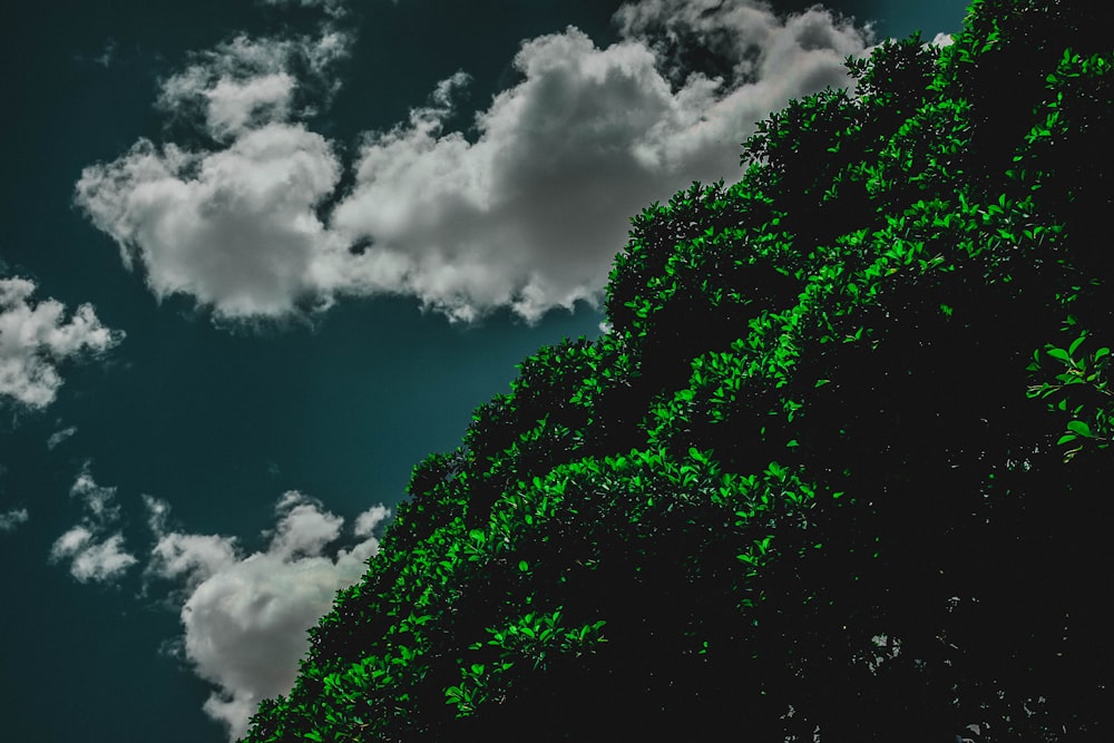 a very tall tree with some clouds in the background