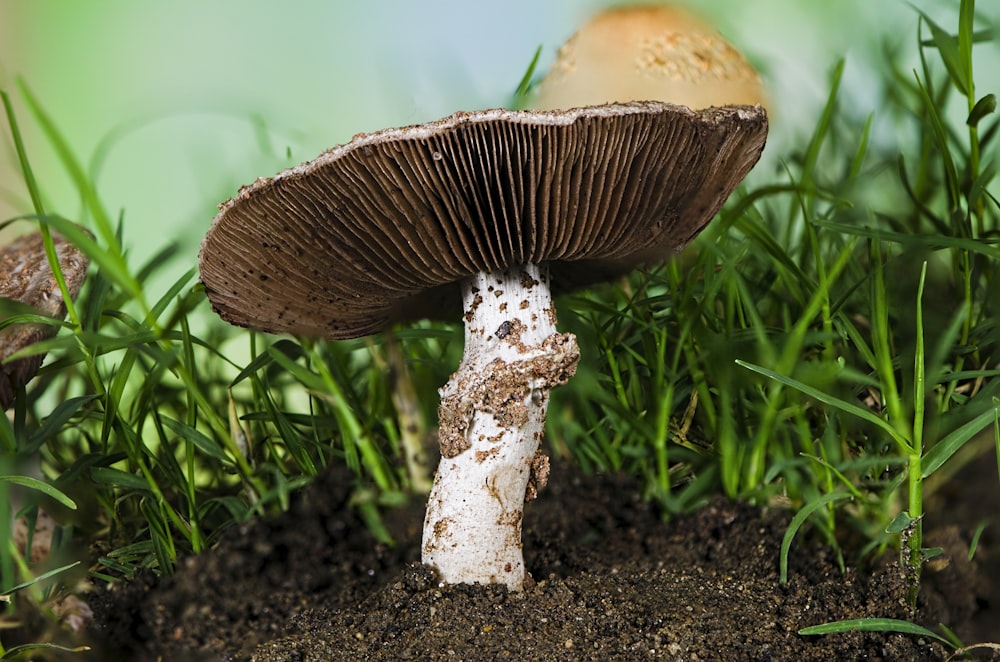 focus photography of beige mushroom