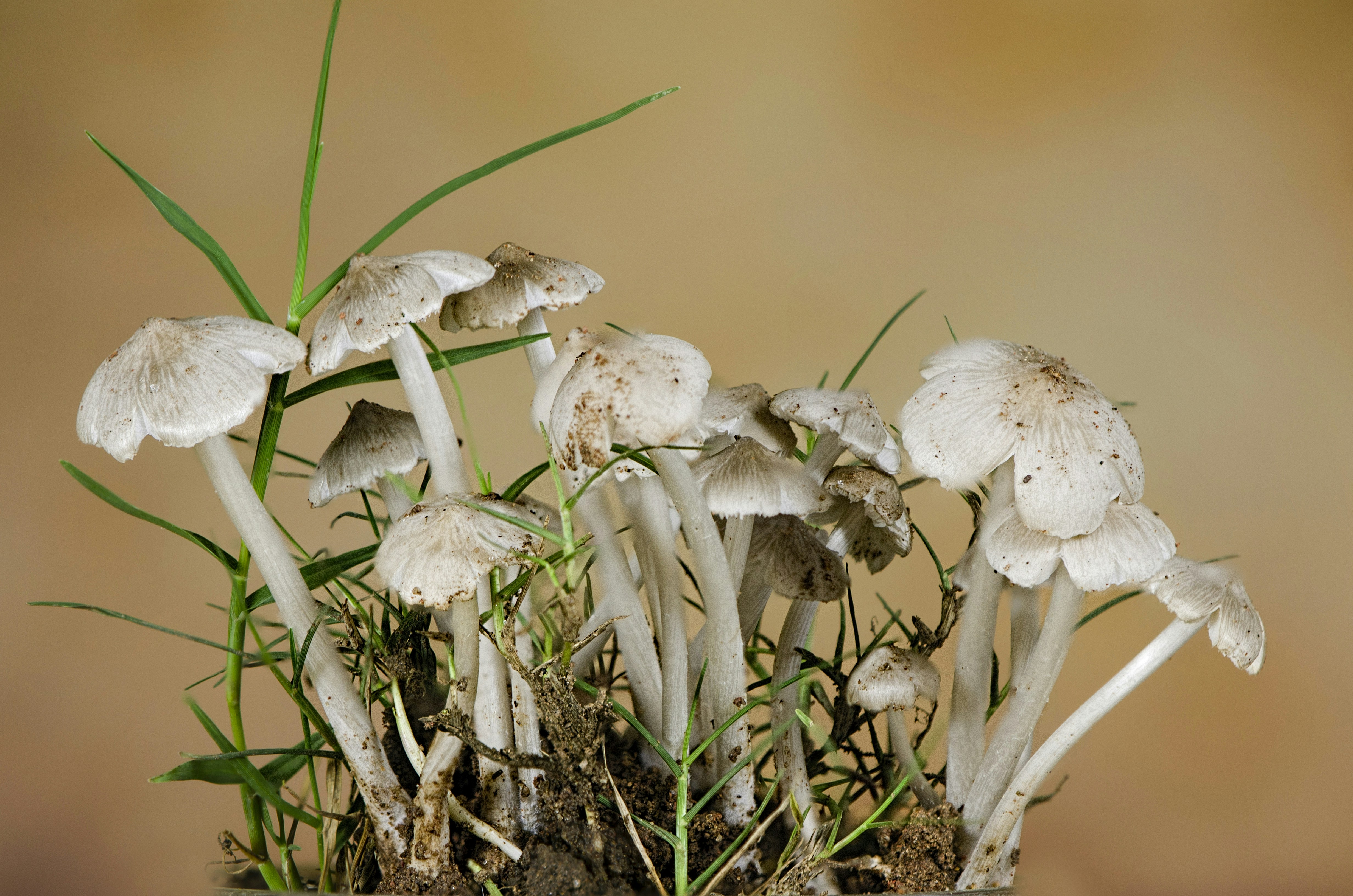 selective focus photography of white fungi