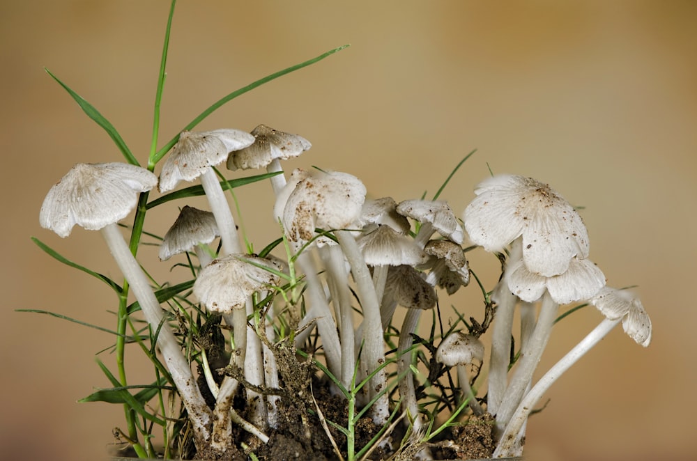 selective focus photography of white fungi