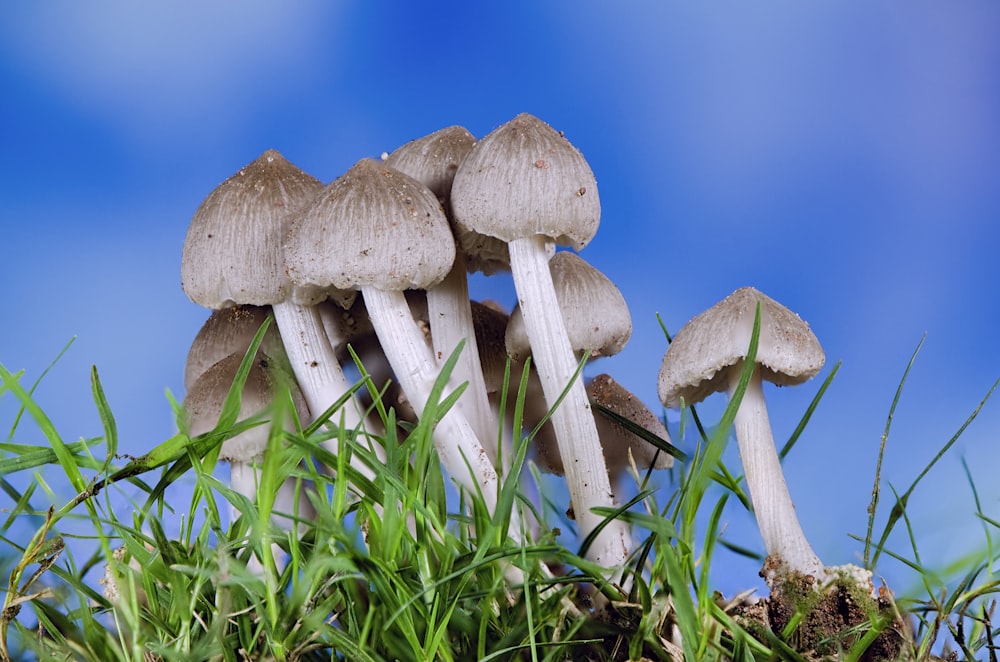 grey mushrooms