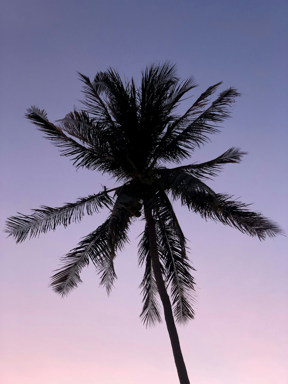 coconut tree close-up photography