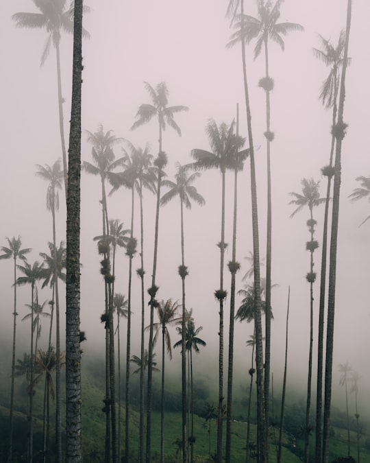 greyscale photography of coconut trees in Salento Colombia