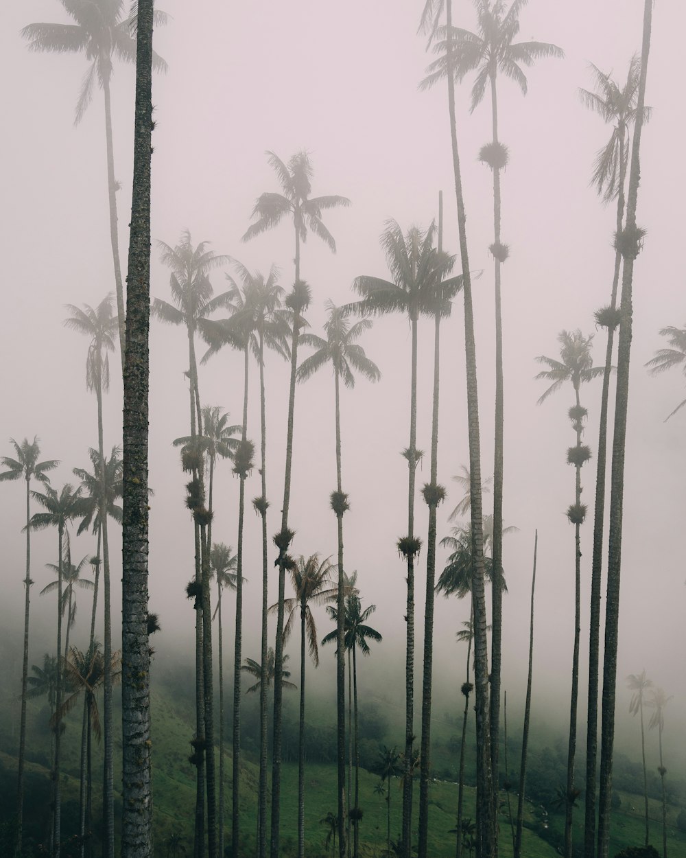 Graustufenfotografie von Kokospalmen