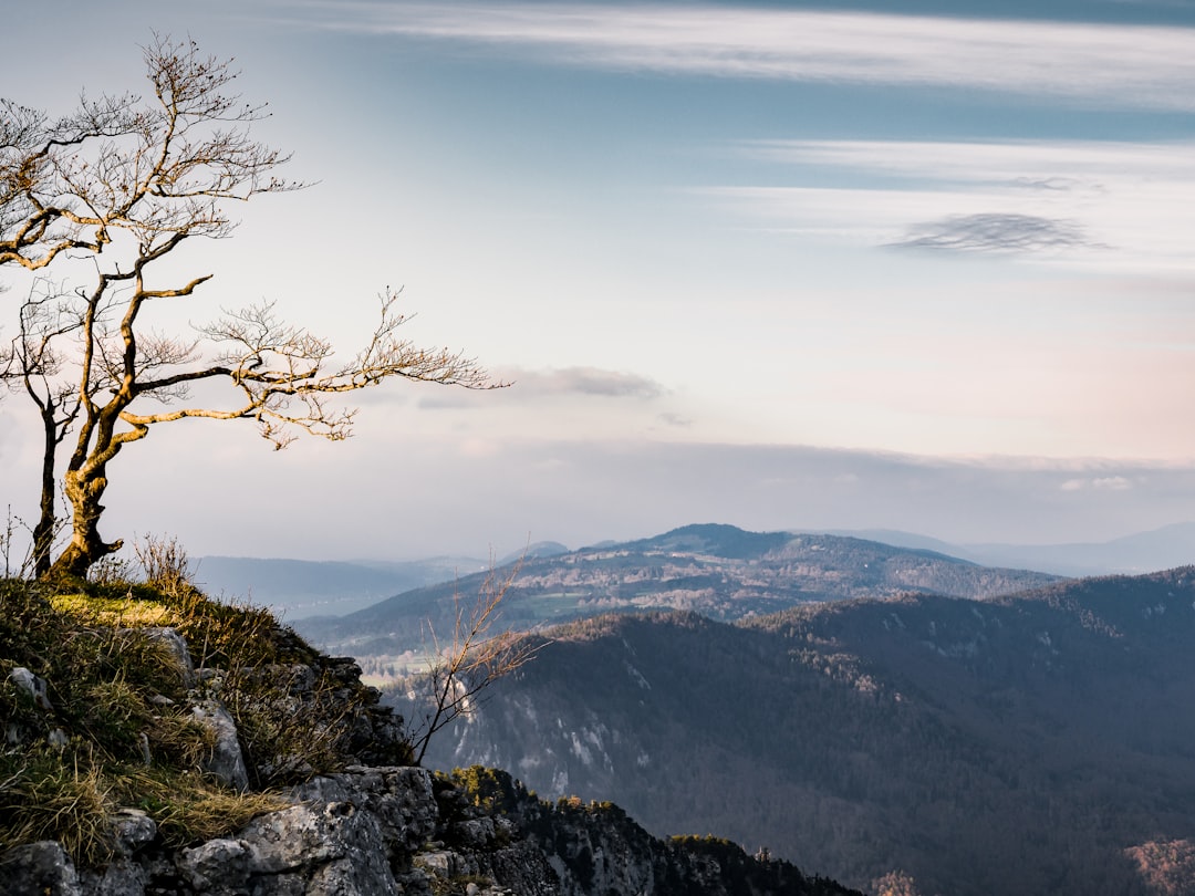 bare tree standing near cliff