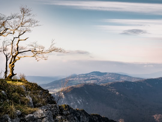 bare tree standing near cliff in Creux du Van Switzerland