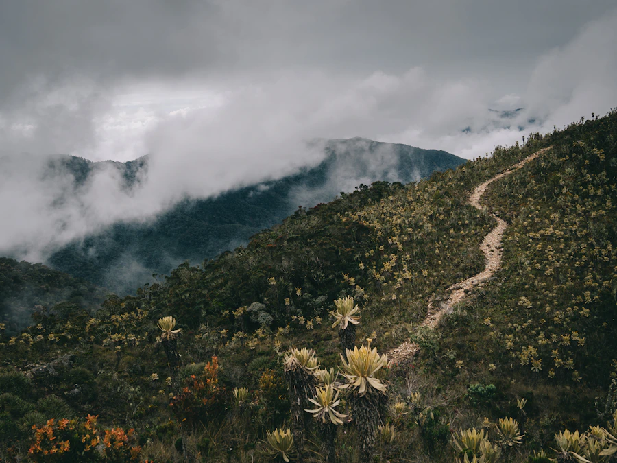 Flowering hillside landscape in Paramo del Sol, Urrao, Antioquia, Colombia under overcast sky