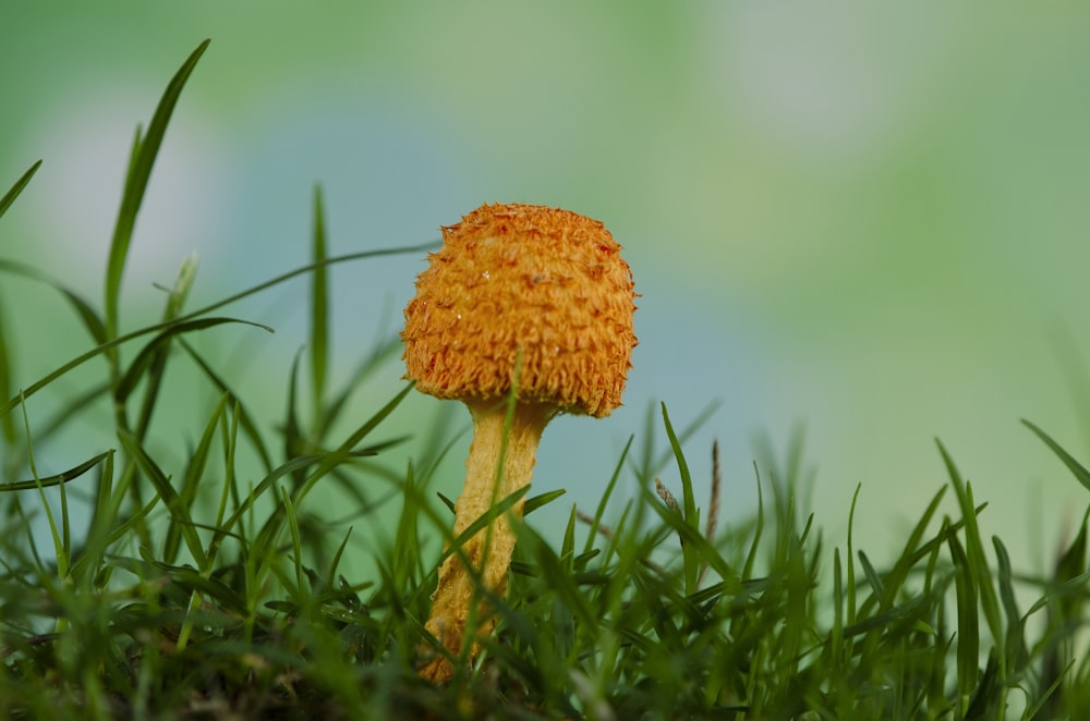 closeup photo of yellow mushroom
