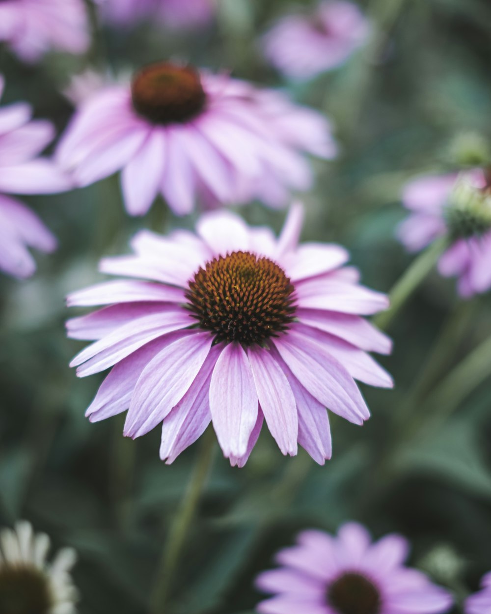 focus photography of pink petaled flower