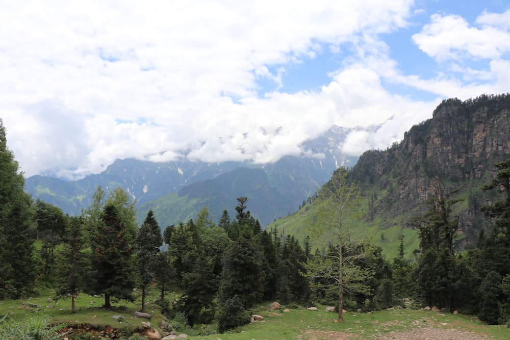 green pine trees near mountain at daytime