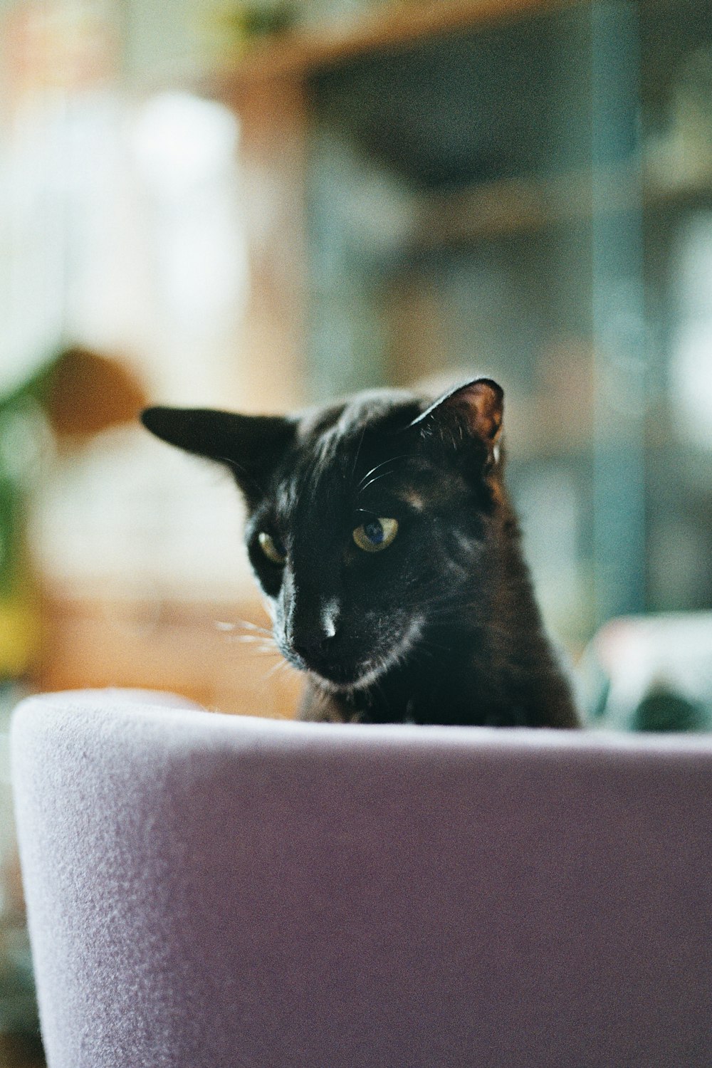 short-fur black cat