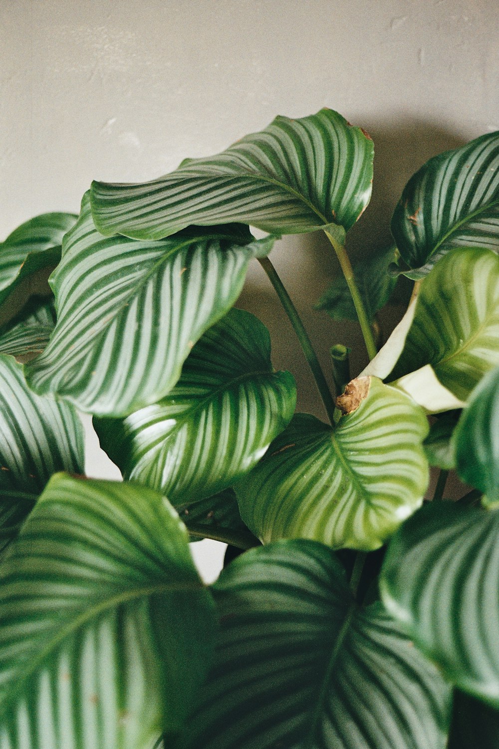 Planta verde de hoja ancha en maceta de interior