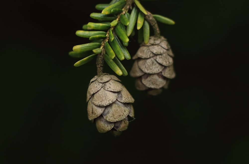 two brown pine cones