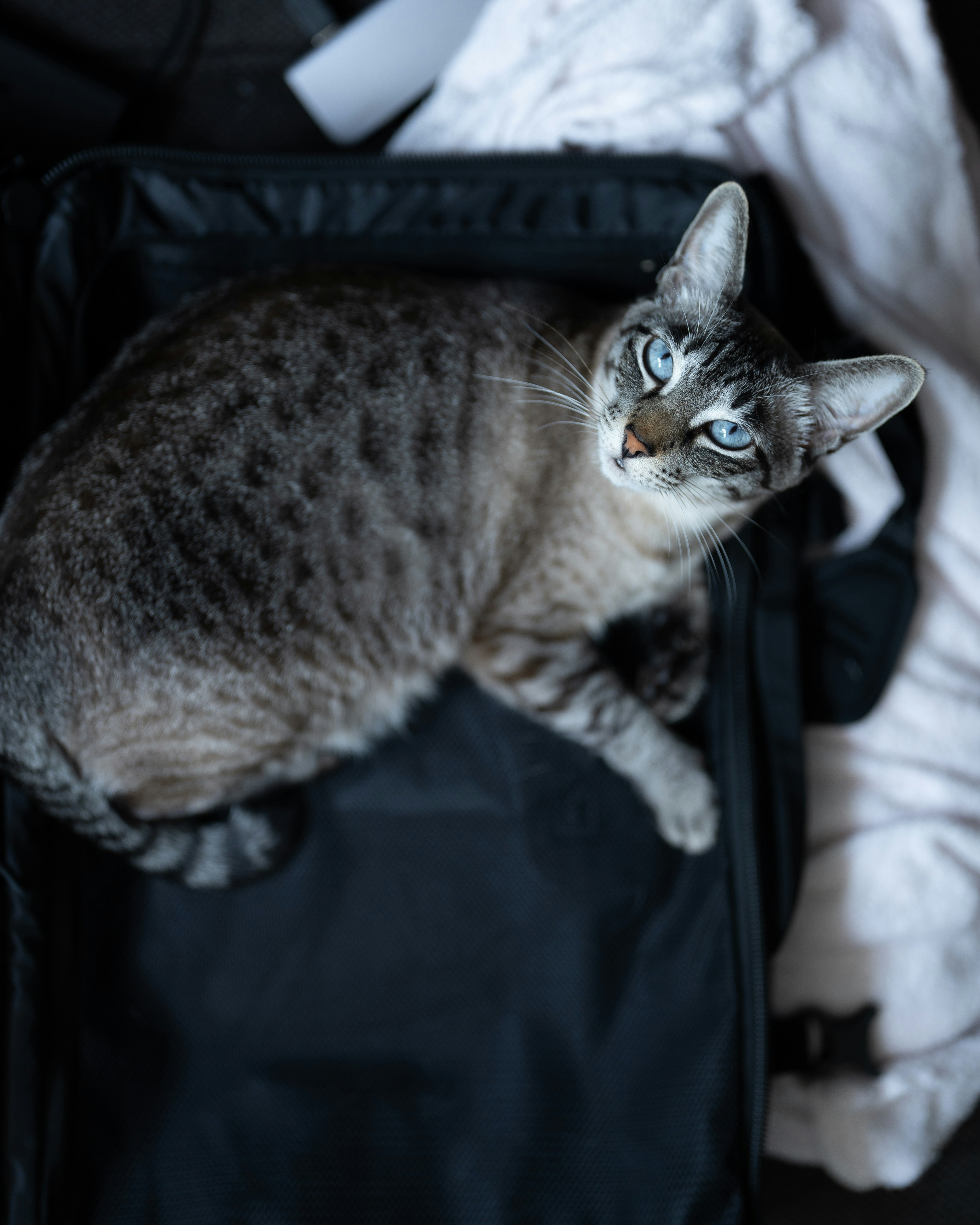 The Suitcase Stowaway (image credits: unsplash)