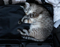 A cozy cat curled up inside a suitcase decorated with travel stickers.