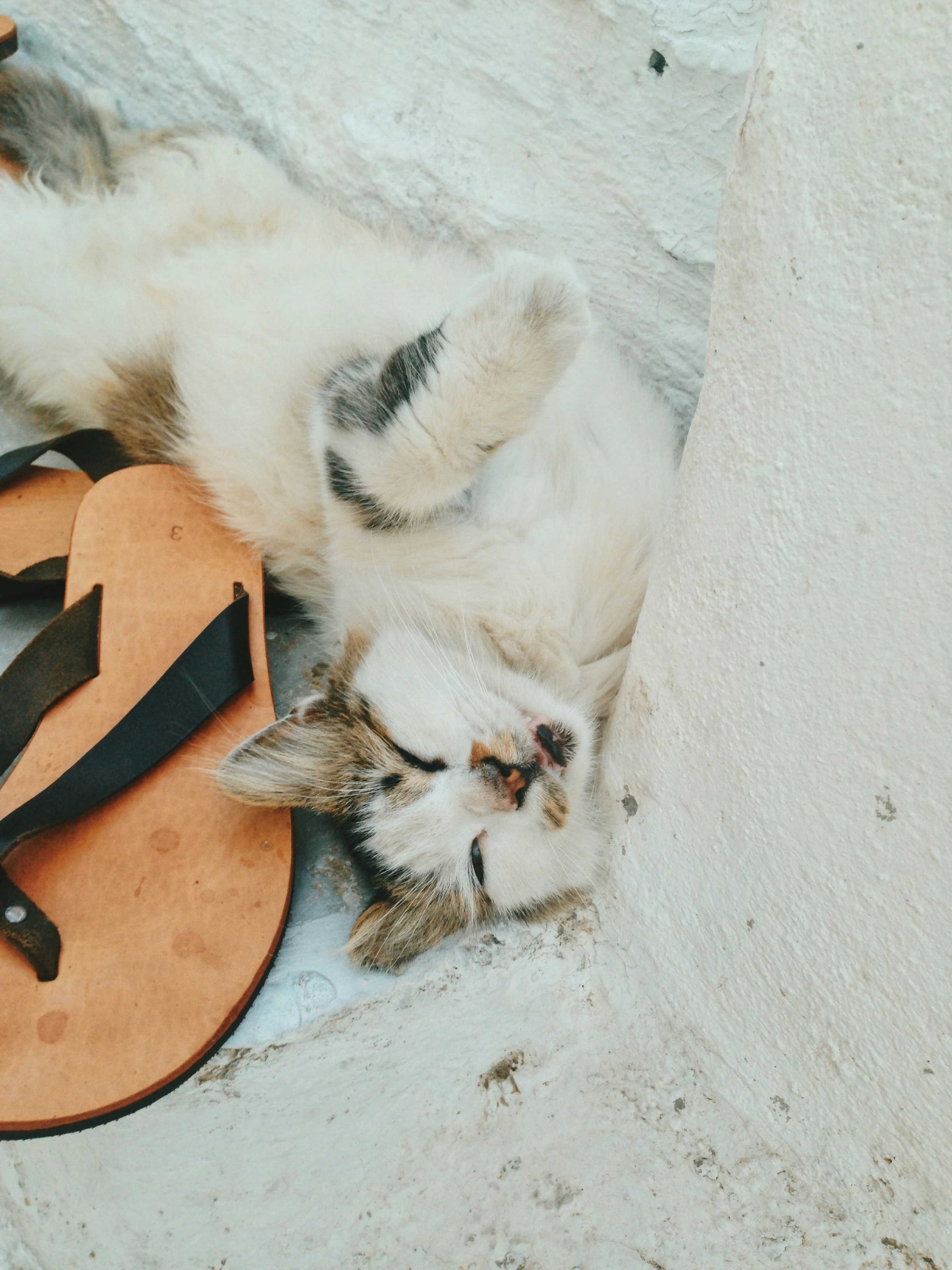 cat sleeping beside flip-flops